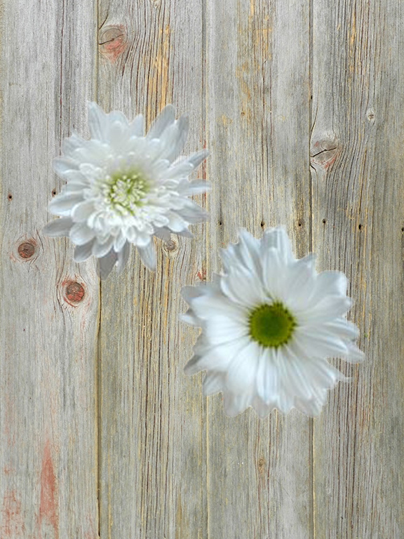 12 WHITE CUSHION & 12  WHITE DAISY POMPONS